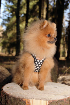 Lovely pomeranian dog in the forest