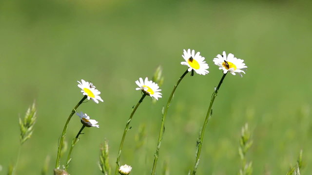 Beautiful white daisy growing in a summer garden.(Leucanthemum vulgare)