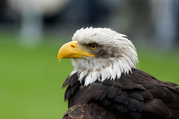 Weißkopfseeadler, Haliaeetus leucocephalus