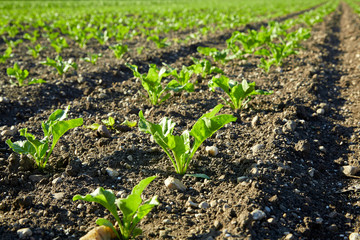 Young plants on acre
