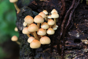 Toadstools