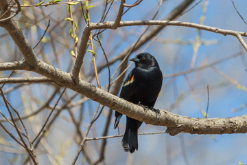 Red-winged Blackbird