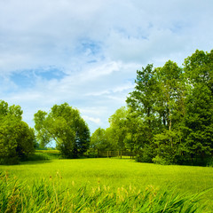 Sunny Meadow