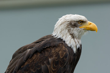 Weißkopfseeadler, Haliaeetus leucocephalus
