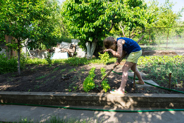 Naklejka na ściany i meble Young girl working in a veggie garden