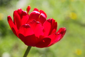 lush red Tulip closeup on green background