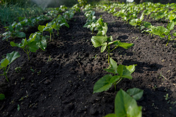 Rows of young seedlings in a veggie garden