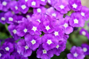 Fototapeta na wymiar Verbena purple