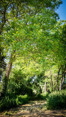 Alter Hohlweg