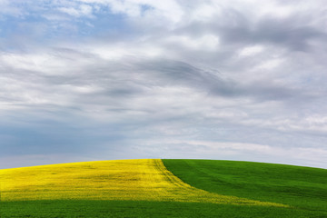 Fototapeta premium Yellow-green field under the clouds
