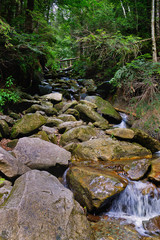 Naklejka na ściany i meble Carpathian mountain stream flowing over rocks in forest