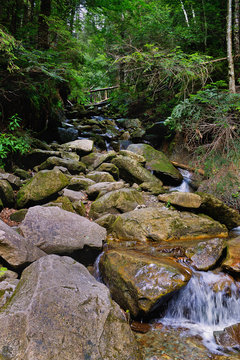 Carpathian mountain stream flowing over rocks in forest