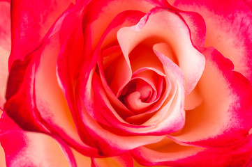 Obraz na płótnie Canvas background of roses