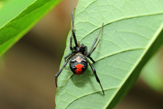 Red-back widow spider (Latrodectus hasseltii) in Japan
