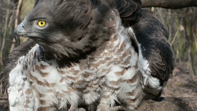 Short-toed snake eagle (Circaetus gallicus) is screaming