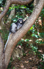 Fototapeta premium Dusky langur, Spectacled langur or Trachypithecus obscurus monke