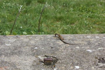Green Lizard on the stone in a park in Tuscany, Italy, eating something