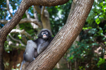 Dusky langur, Spectacled langur or Trachypithecus obscurus monke