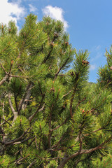 dwarf mountain pine