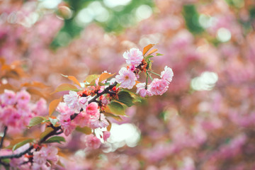 Beautiful pink cherry blossom flower at full bloom. Sakura