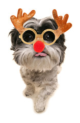 Fototapeta premium merry christmas shih tzu dog