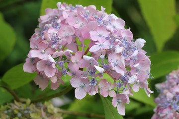 Hydrangea serrata - Hortensia
