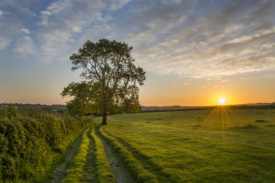 Sunset in cornish fields with tree, Cornwall, uk