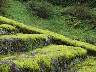 苔生す石段