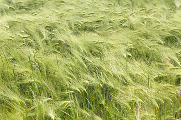 Spring Field of the green Barley 