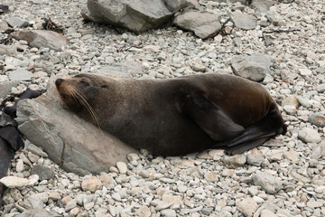 Fur seal on the ocean shore
