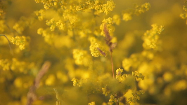 Yellow flowers