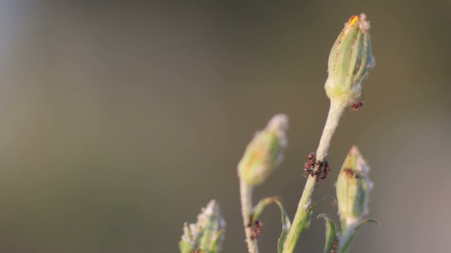 Ants on a plant