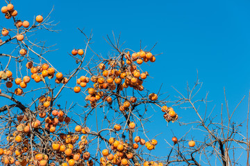 Persimmon fruits on the tree