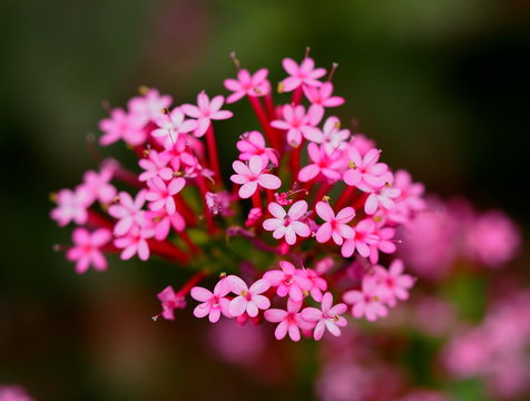 ウスベニカノコソウ の画像 9 件の Stock 写真 ベクターおよびビデオ Adobe Stock