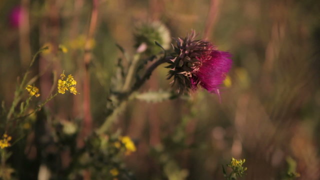 Flowers reeling thistles in the wind
