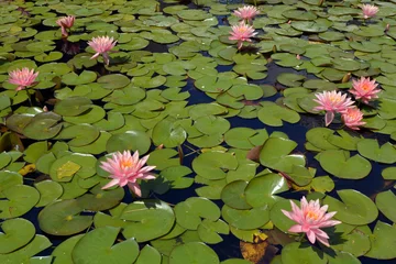 Crédence en verre imprimé Nénuphars Beautiful Pink Nymphaeaceae water lily flowers