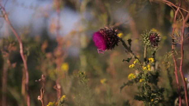 Flowers reeling thistles in the wind