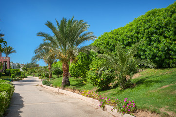 beautiful alley and palm trees in the park in Egypt