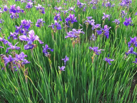 Spray of colorful purple irises growing in garden