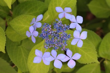 青いガクアジサイ
