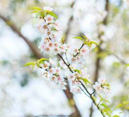 Obraz premium Cherry blossom or Sakura