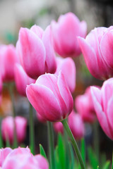 a bulbous spring-flowering plant of the lily family