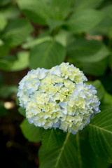 水色のあじさい（紫陽花）