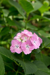 ピンクのあじさい（紫陽花）