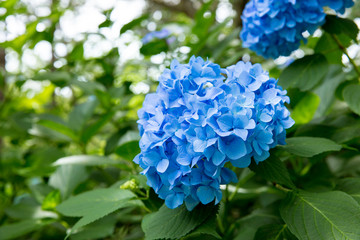 青色のあじさい（紫陽花）
