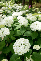 白色のあじさい（紫陽花）