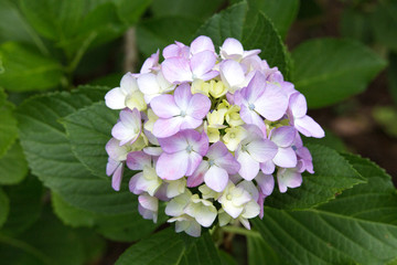 紫のあじさい（紫陽花）