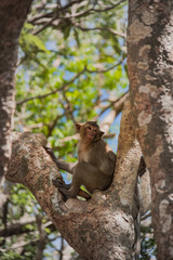 Little Monkey (Crab-eating macaque) on tree in Thailand.
