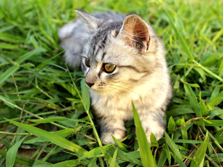 Naklejka na ściany i meble lonely kitten on the green grass