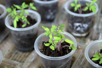 Tomato seedlings
